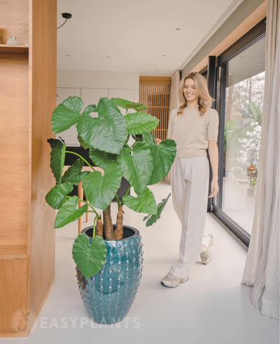 Plante artificielle Alocasia 120 cm