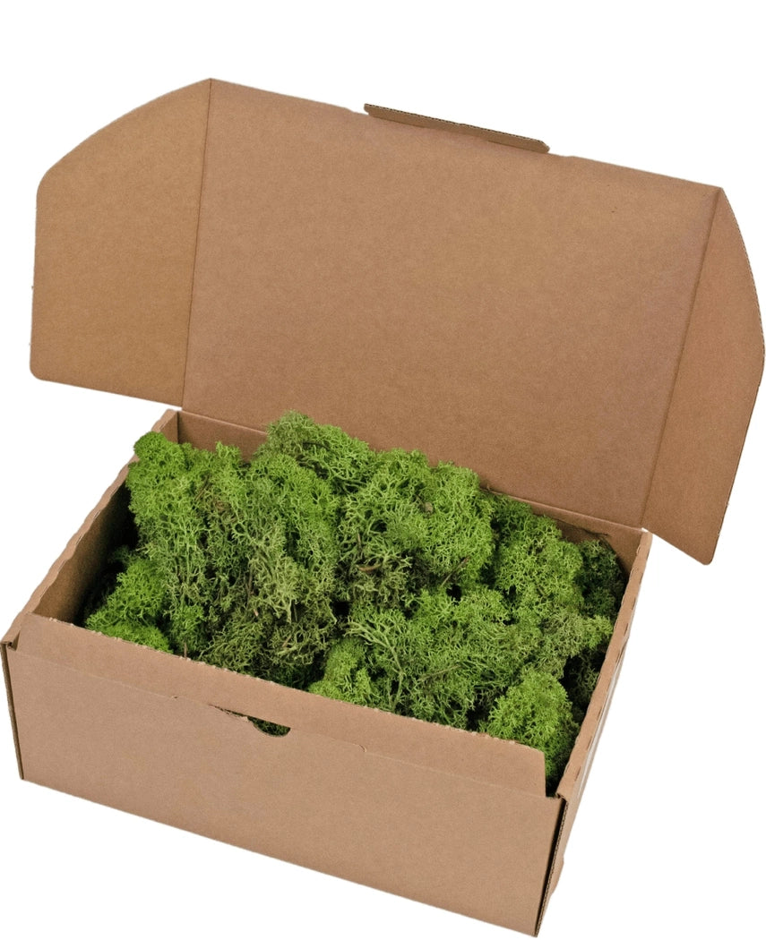 Boîte en carton ouverte Reindeer Moss Forest Green 500 grammes, remplie de mousse verte luxuriante et représentée sur un fond blanc.