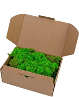Une boîte en carton marron ouverte remplie de mousse de renne vert clair, 500 grammes de mousse préservée vert vif, emballées de manière lâche et remplissant la majeure partie de la boîte.