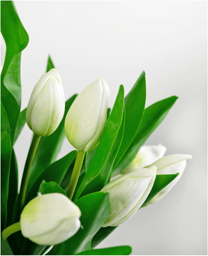 Un gros plan du bouquet artificiel en soie Tulipes dans un vase Blanc montre des fleurs de tulipes blanches fraîches et éclatantes avec des feuilles vertes sur un fond gris clair doux et déconcentré. Les tulipes sont partiellement fermées et magnifiquement réalistes.