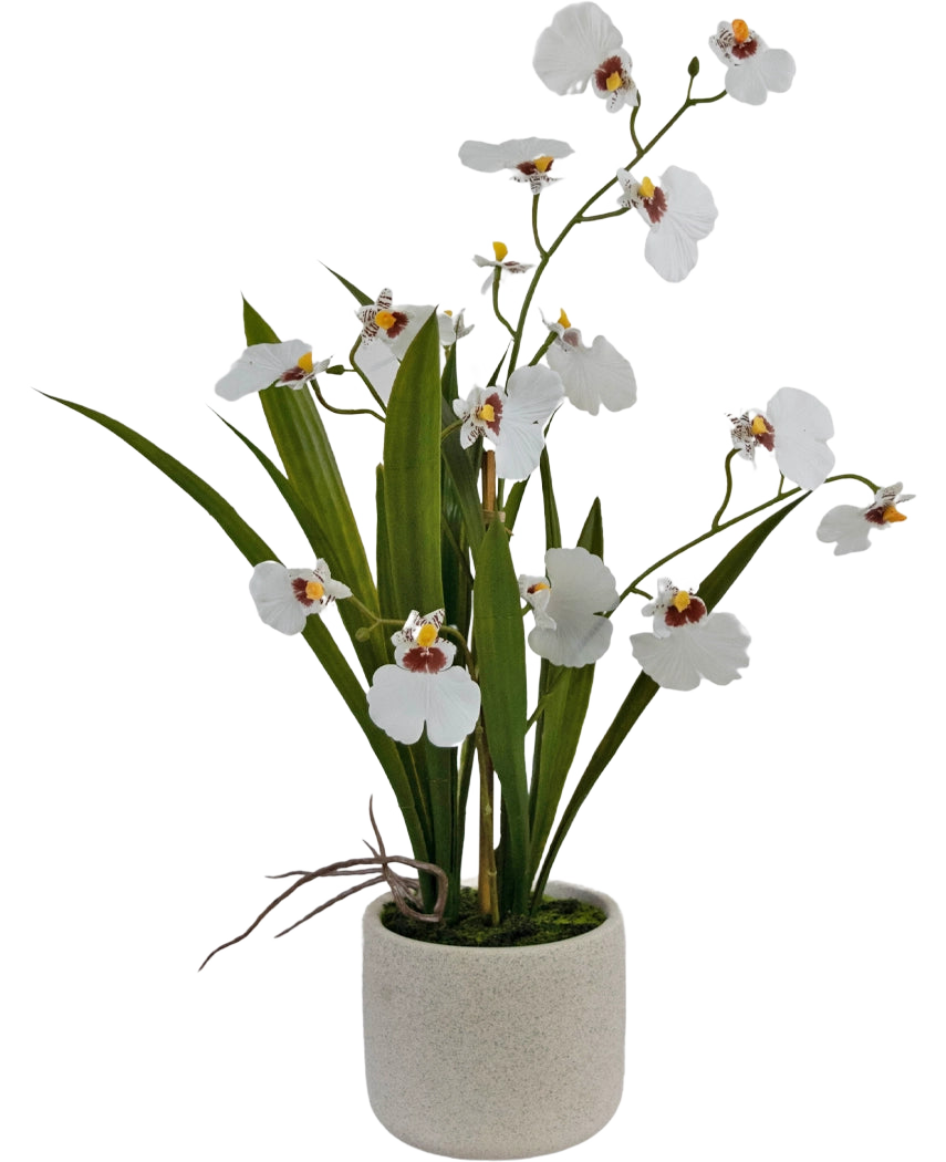 L'Oncidium artificiel Real Touch 48 cm blanc présente des orchidées blanches réalistes avec des feuilles vertes, joliment disposées dans un pot en céramique simple, rond et de couleur claire.