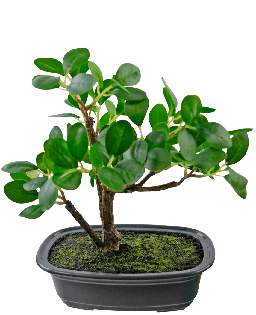 La plante artificielle Bonsai Ficus de 20 cm a des feuilles vertes ovales et épaisses et est placée dans un pot noir peu profond avec de la terre de mousse, sur un fond blanc uni.