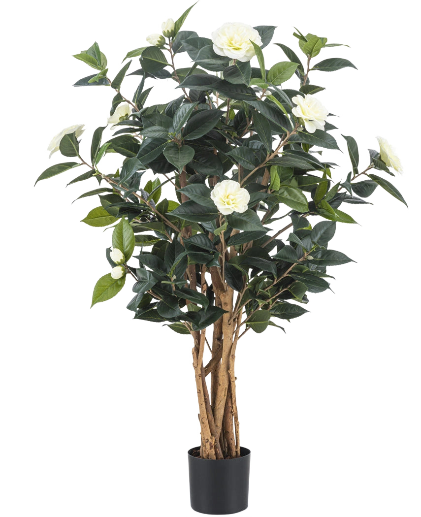 La plante artificielle Camellia japonica 100 cm possède plusieurs hautes tiges brunes, des feuilles vert foncé et des fleurs artificielles blanches sur un fond blanc uni.