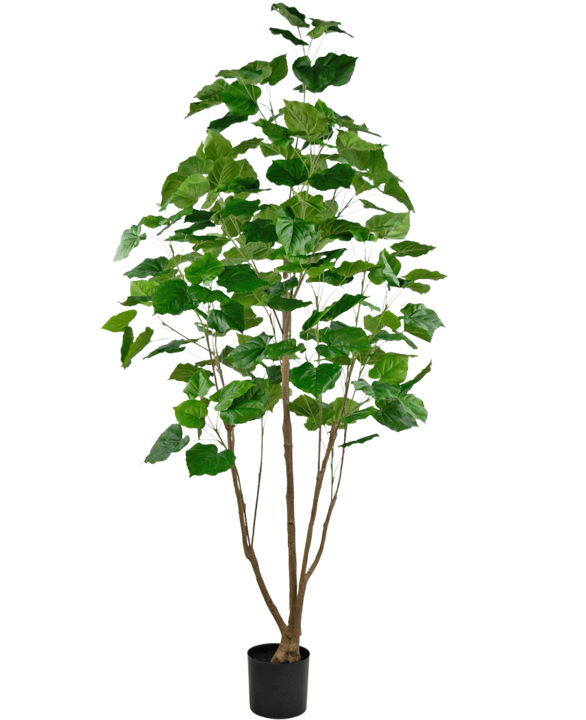 La plante artificielle Ficus 210 cm est une grande plante d'intérieur en pot avec plusieurs tiges fines brunes et de grandes feuilles vertes luxuriantes, sur un fond blanc uni.