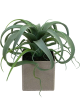 La plante succulente artificielle en pot de 24 cm a des feuilles vertes frisées en forme de ruban qui émergent d'un pot carré gris clair, sur un fond blanc.