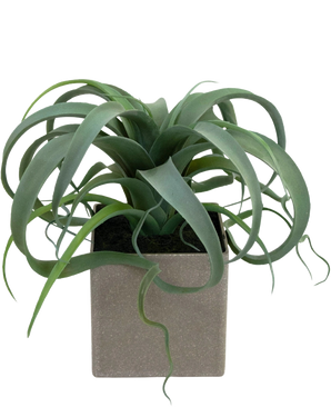 La plante succulente artificielle en pot de 24 cm a des feuilles vertes frisées en forme de ruban qui émergent d'un pot carré gris clair, sur un fond blanc.