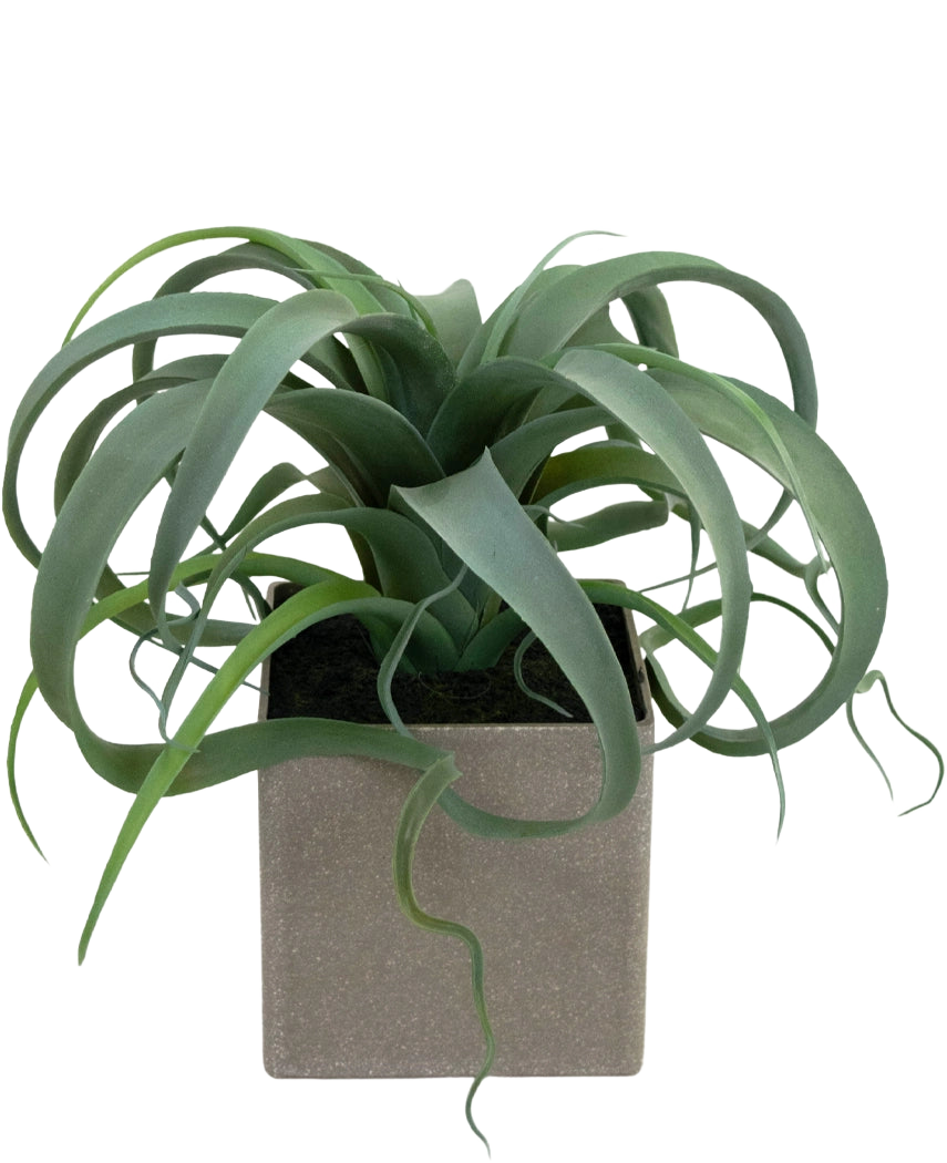 La plante succulente artificielle en pot de 24 cm a des feuilles vertes frisées en forme de ruban qui émergent d'un pot carré gris clair, sur un fond blanc.