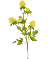 Un chardon à fleurs artificielles crème, de 66 cm de haut, avec de multiples tiges ramifiées avec des bourgeons fermés ressemblant à des chrysanthèmes et des feuilles vertes dentelées, se dresse sur un fond blanc uni.