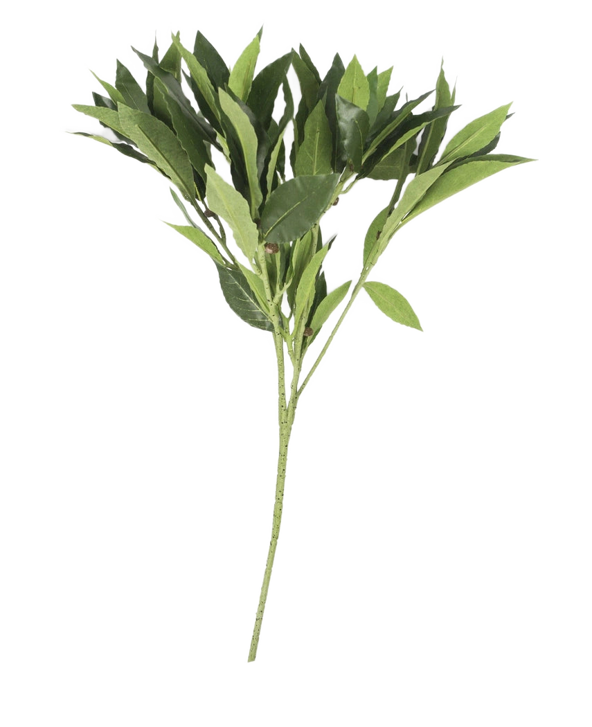 La Feuille de Laurier Artificielle 50 cm verte a de multiples tiges aux feuilles pointues, magnifiquement détaillées et artistiques, présentées isolément sur un fond blanc uni.