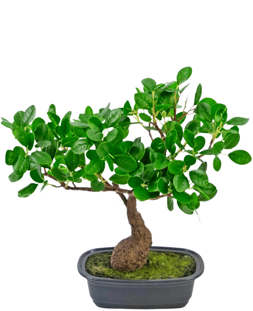 La plante artificielle Bonsaï Ficus 30 cm a un petit tronc courbé et des feuilles denses vert brillant, dans un pot noir peu profond avec de la mousse. Il est parfait pour n’importe quelle pièce et se démarque magnifiquement sur un fond blanc uni.