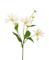 La Fleur Artificielle Margriet 60 cm blanc/rose présente plusieurs fleurs blanches et roses ressemblant à des marguerites au cœur jaune, complétées par des feuilles et des bourgeons verts, sur un fond clair.