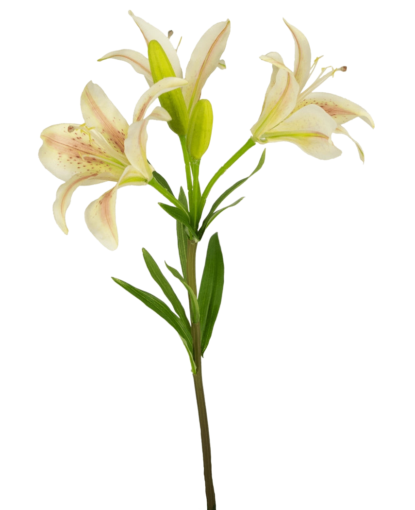 Une seule fleur artificielle de lys asiatique de 66 cm rose avec trois lys roses en fleurs et des feuilles vertes, isolées sur un fond blanc.