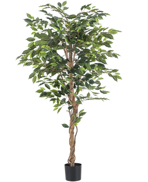 La plante artificielle Ficus 180 cm ignifuge a des troncs bruns torsadés et des feuilles vertes luxuriantes, dans un petit pot noir sur fond blanc - une plante élégante et sans entretien pour tout intérieur.