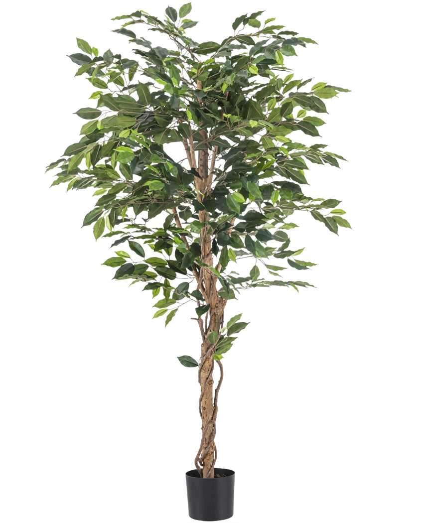 La plante artificielle Ficus 180 cm ignifuge a des troncs bruns torsadés et des feuilles vertes luxuriantes, dans un petit pot noir sur fond blanc - une plante élégante et sans entretien pour tout intérieur.