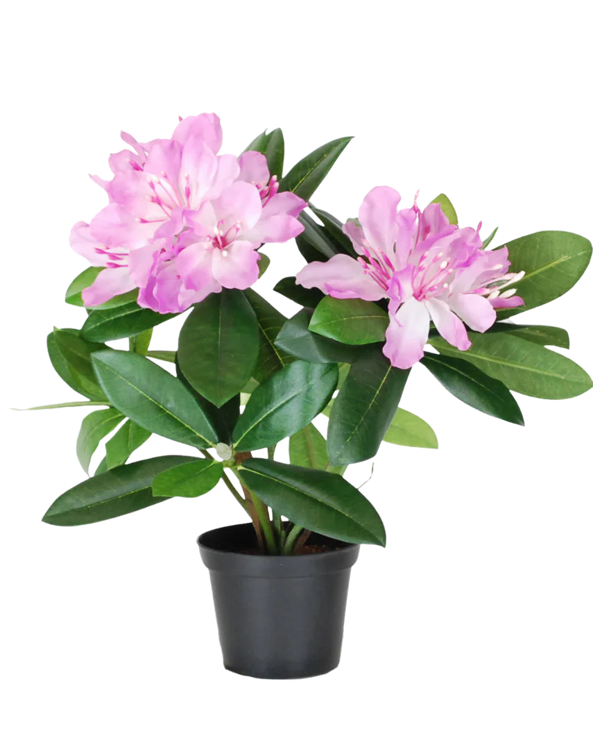La plante artificielle Rhododendron 34 cm présente des feuilles d'un vert éclatant et des bouquets de fleurs rose clair dans un petit pot noir, sur un fond blanc uni.