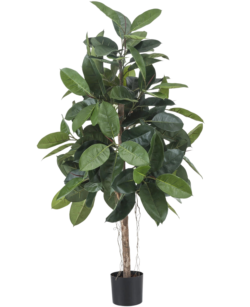 L'hévéa artificiel de 150 cm a de larges feuilles vert foncé brillantes et est placé dans un petit pot noir sur un fond blanc.