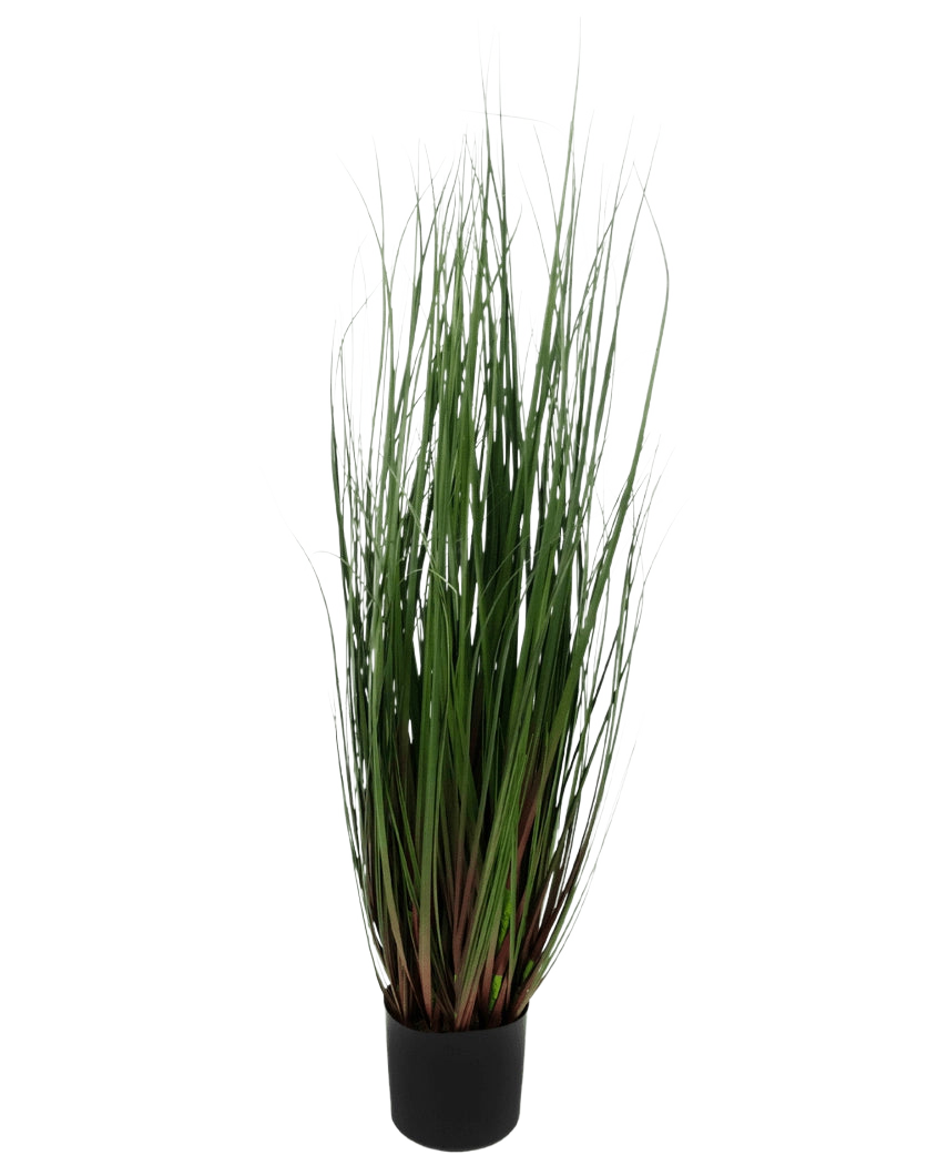 Le Gazon Artificiel Oignon 90 cm ignifuge est une graminée ornementale en pot aux longues et fines feuilles vertes teintées de rouge-violet à la base, sur un fond uni blanc.