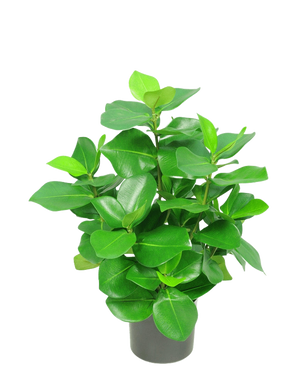 La plante artificielle Clusia 45 cm possède des feuilles vertes épaisses et brillantes de forme ovale sur un fond uni blanc.