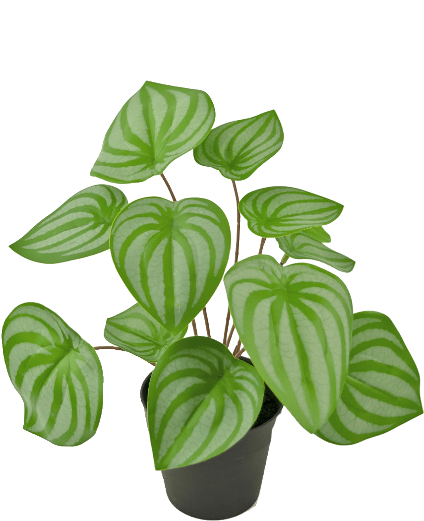 La Plante Artificielle Pastèque 29 cm est une plante artificielle aux feuilles vertes en forme de coeur et aux rayures vert clair, présentée dans un petit pot noir sur un fond blanc uni.