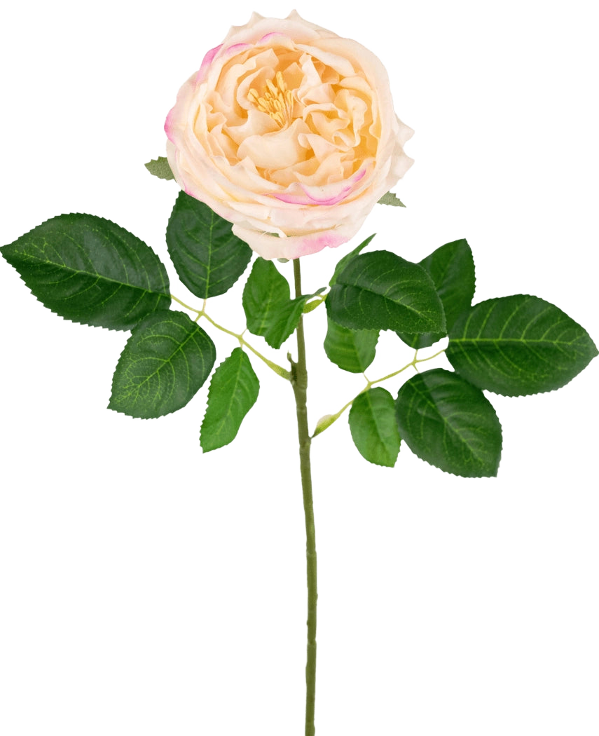 La rose de jardin artificielle "Anniken" Real Touch pêche (72 cm) est une rose pêche artificielle réaliste avec des pétales rose tendre et des feuilles vertes luxuriantes sur une longue tige, magnifiquement exposées sur un fond blanc.