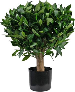 La plante Laurier Artificiel UV d65 cm est un petit arbre artificiel au tronc épais et aux feuilles denses et vertes brillantes dans un pot en plastique noir sur fond blanc uni.