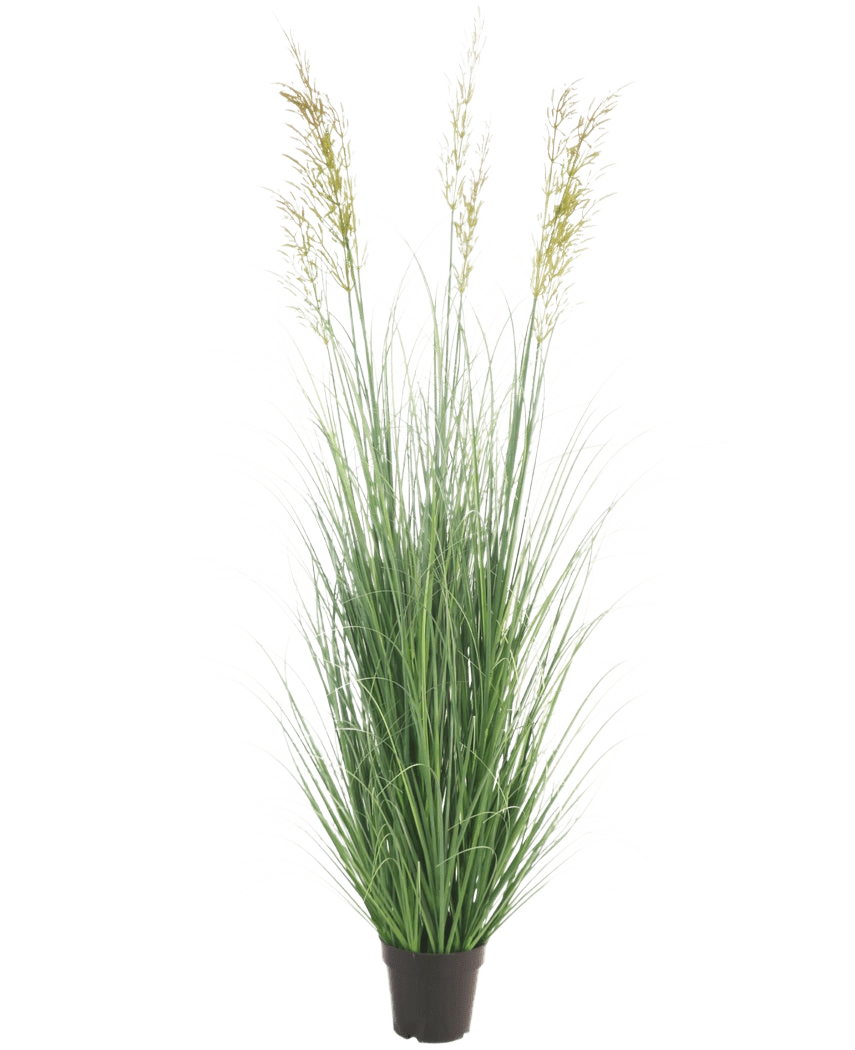 Le gazon artificiel blé 150 cm ignifuge est une plante haute sans entretien avec de fines feuilles vertes et des panaches dans un pot - idéale comme décoration de jardin, représentée sur un fond blanc uni.