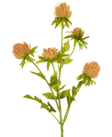 Une seule fleur artificielle de chardon de 66 cm, tige de pêche avec cinq fleurs rondes ressemblant à un chardon brun clair et des feuilles vertes, représentées sur un fond blanc uni.