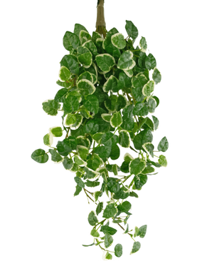 La Plante Artificielle Suspendue Pumila 50 cm UV possède des feuilles vertes aux bords blancs, sur un fond uni blanc.