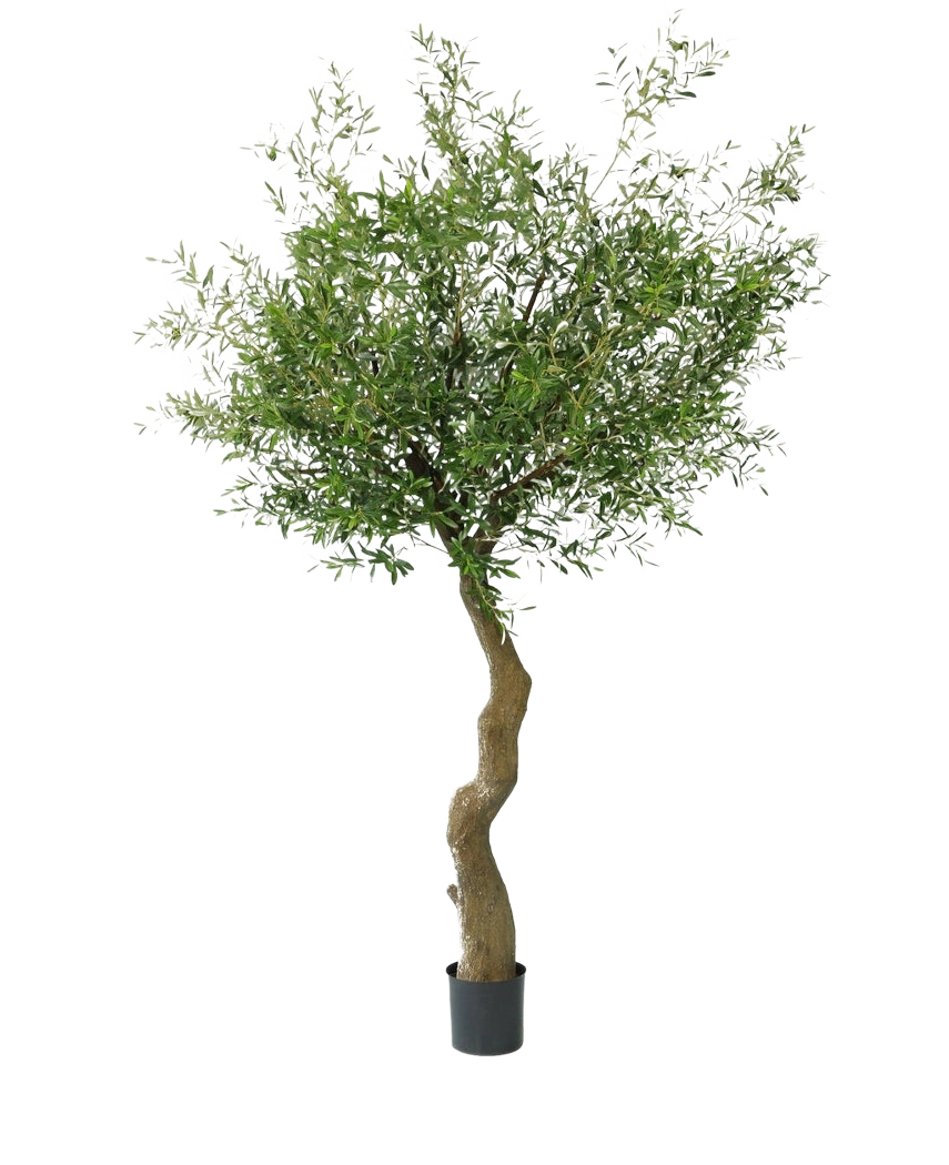 L'Olivier Artificiel 270 cm sans olives se dresse dans d'élégants pots décoratifs, au tronc torsadé et au feuillage vert dense, sur un fond blanc uni.