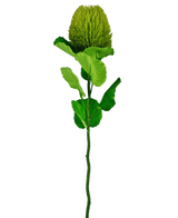 La fleur artificielle Banksia 59 cm verte est une fleur simple en soie verte avec une fleur ronde et moelleuse et des feuilles dentelées sur une longue tige - idéale pour toute décoration de fleurs artificielles et magnifique sur un fond blanc uni.