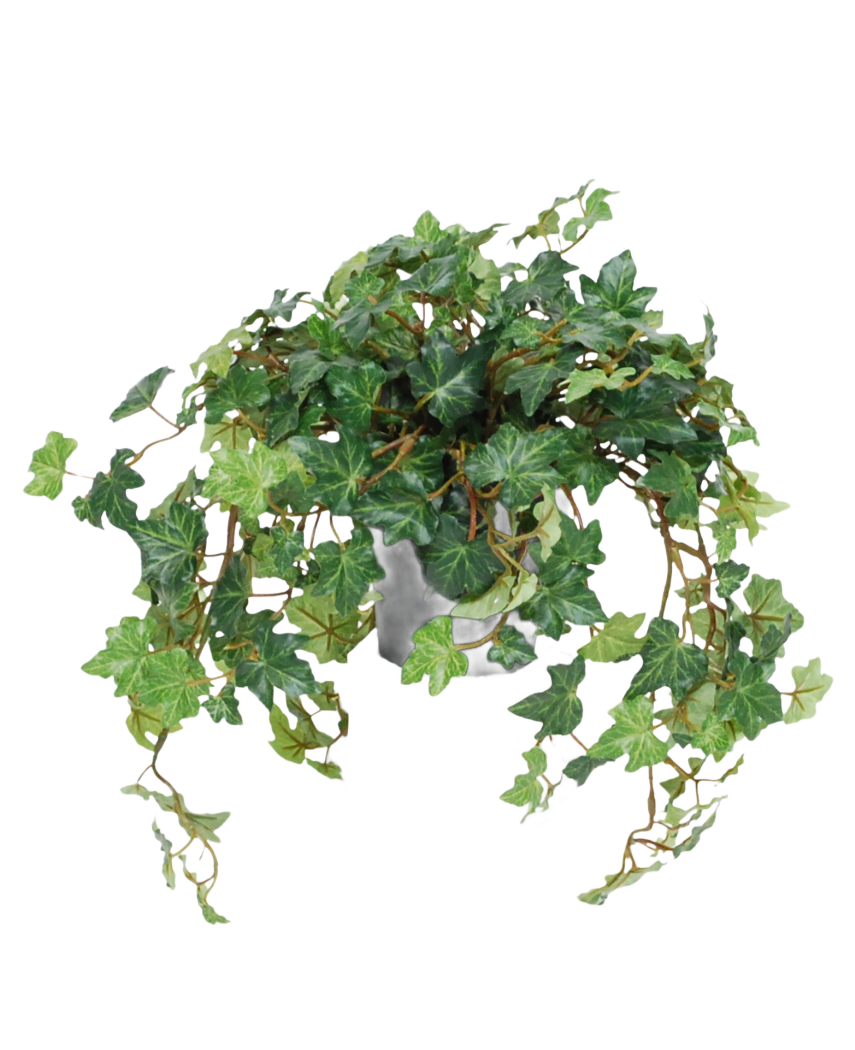 Le Lierre Artificiel Deluxe vert en pot 40 cm UV a des feuilles vertes luxuriantes en forme de cœur et de longues vrilles sinueuses qui poussent sur les côtés du pot. Sur la photo sur un fond blanc uni.