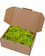 Une boîte en carton marron ouverte avec Reindeer Moss Spring Green 500 grammes, contenant une couche de mousse vert vif.