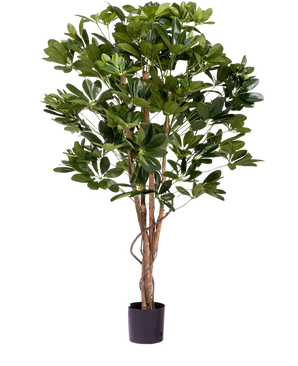 La plante artificielle Schefflera 120 cm est une grande plante artificielle avec des feuilles vertes luxuriantes et de multiples tiges brunes fines dans un petit pot noir, parfaite pour décorer n'importe quel espace.