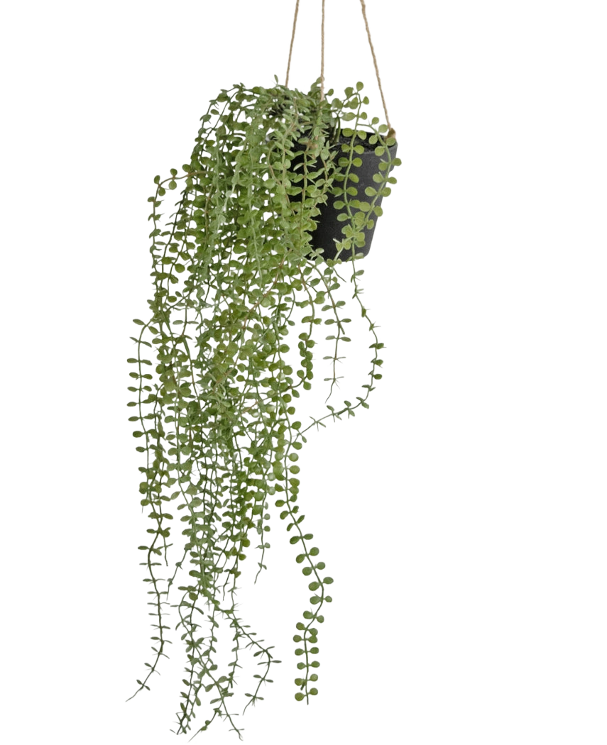 La plante artificielle suspendue Pumila 81 cm en pot présente de longues vrilles vertes sinueuses avec de petites feuilles rondes dans un pot suspendu noir, accrochées à des cordes beiges sur un fond blanc uni.