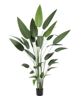 La plante artificielle Heliconia 210 cm a de longues tiges vertes fines et de grandes feuilles pointues dans un pot noir - idéale pour apporter la beauté des grandes plantes dans n'importe quelle pièce.