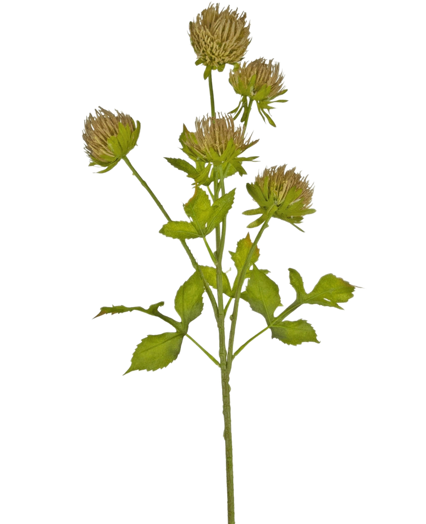 Le chardon artificiel de 66 cm marron a une tige verte avec plusieurs feuilles ramifiées et six capitules marron et vaporeux sur un fond blanc uni.