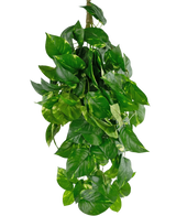 La plante artificielle suspendue Golden Vine Deluxe 80 cm a des feuilles vertes vibrantes en forme de cœur qui tombent pour former une image luxuriante sur un fond blanc uni.