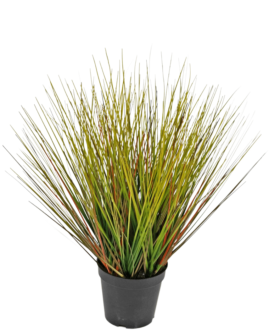 Le gazon artificiel oignon 50 cm ignifuge a des feuilles hautes et fines, semblables à de l'herbe, vertes et jaunâtres avec des reflets brun rougeâtre, rapprochées et s'éventant vers l'extérieur dans un pot en plastique noir.
