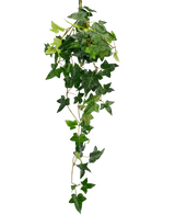 La plante artificielle suspendue Lierre Boston 70 cm vert possède des feuilles de lierre vertes et luxuriantes en forme d'étoile qui tombent sur un fond blanc uni.
