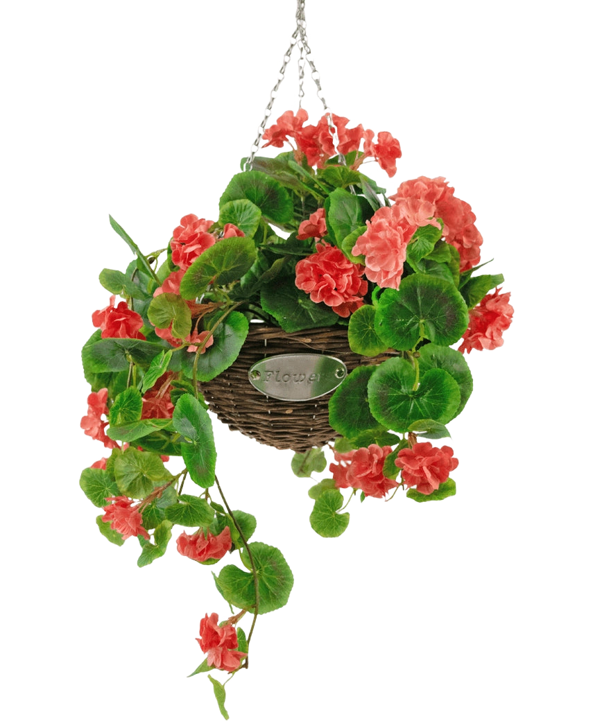 Le Bégonia Rose Artificiel en Panier UV 70 cm est un panier en osier suspendu avec des feuilles vertes luxuriantes et des fleurs de bégonia rose corail vibrantes, suspendues à une chaîne argentée sur un fond blanc.