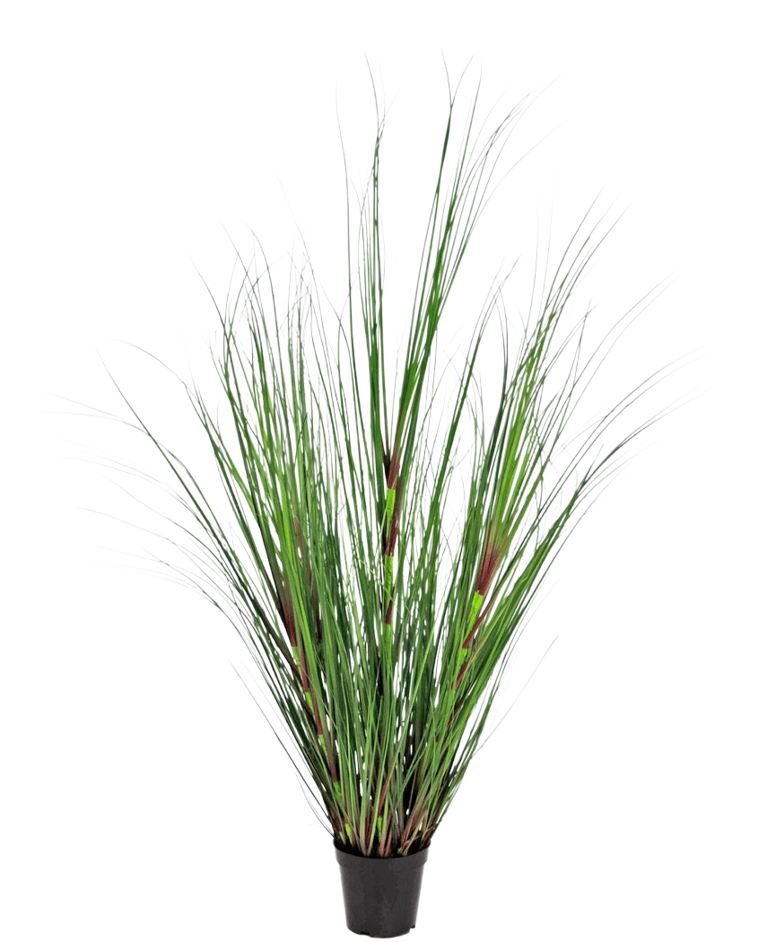 Le Gazon Artificiel Oignon 120 cm ignifuge possède de longues et fines tiges vertes aux accents rouge-brun, présentées dans un pot sur un fond uni blanc.
