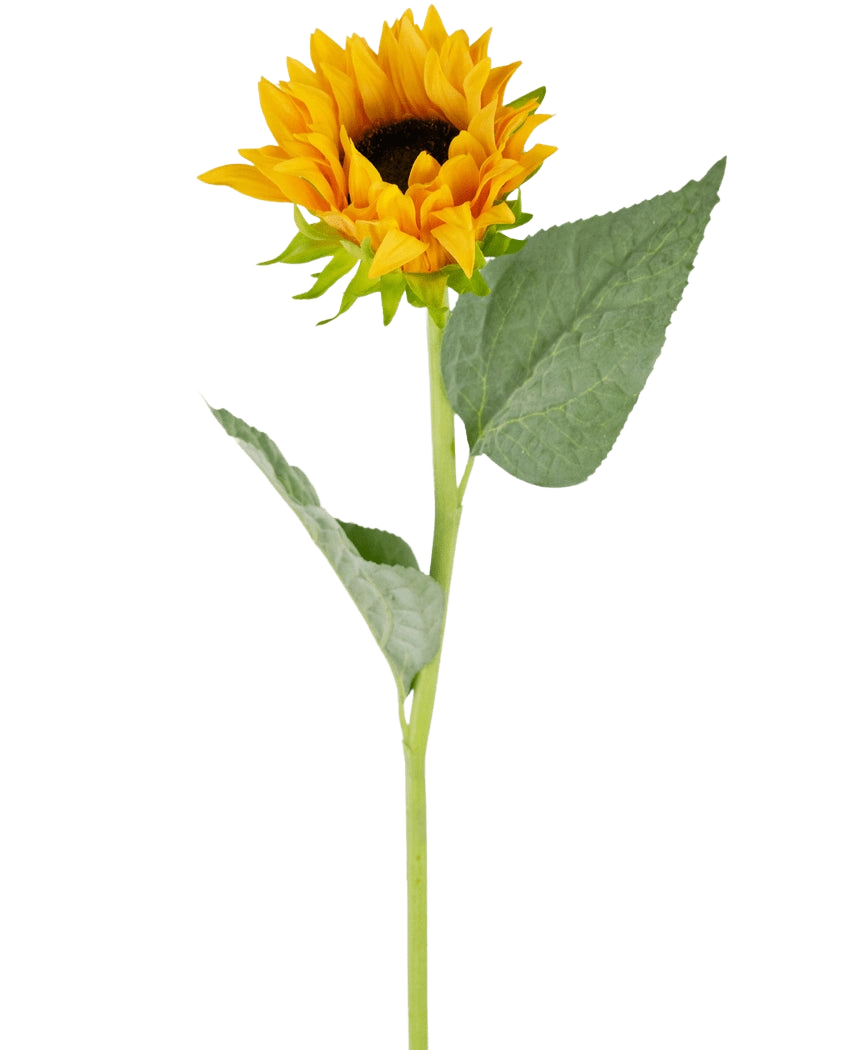Le tournesol artificiel Real Touch 61 cm possède un seul tournesol artificiel avec des pétales jaune vif, un cœur marron foncé, deux grandes feuilles vertes et une longue tige verte, parfait pour être exposé sur un fond blanc.