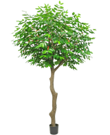Le Caféier Artificiel 300 cm est un grand arbre artificiel avec un tronc brun élancé et courbé et des feuilles vertes luxuriantes, dans un petit pot noir sur fond blanc.