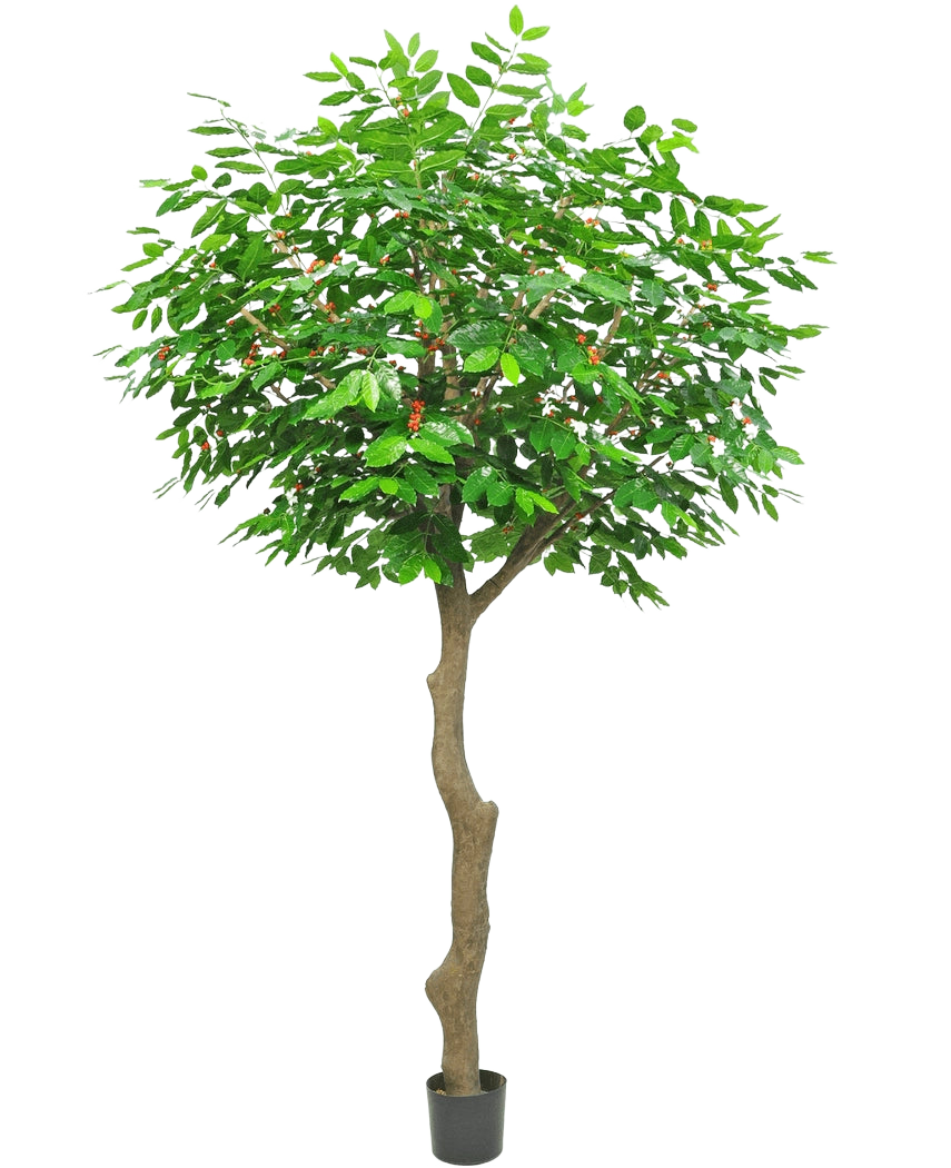 Le Caféier Artificiel 300 cm est un grand arbre artificiel avec un tronc brun élancé et courbé et des feuilles vertes luxuriantes, dans un petit pot noir sur fond blanc.