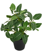 La plante artificielle Fittonia vert-blanc en pot de 25 cm a des feuilles vertes luxuriantes avec des veines blanches frappantes, présentées dans un simple pot noir et photographiées sur un fond blanc uni.
