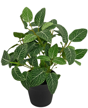 La plante artificielle Fittonia vert-blanc en pot de 25 cm a des feuilles vertes luxuriantes avec des veines blanches frappantes, présentées dans un simple pot noir et photographiées sur un fond blanc uni.
