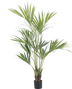 Le palmier Kentia artificiel de 165 cm possède de longues feuilles vertes fines et plusieurs tiges. Il se trouve dans un petit pot noir sur un fond blanc uni.