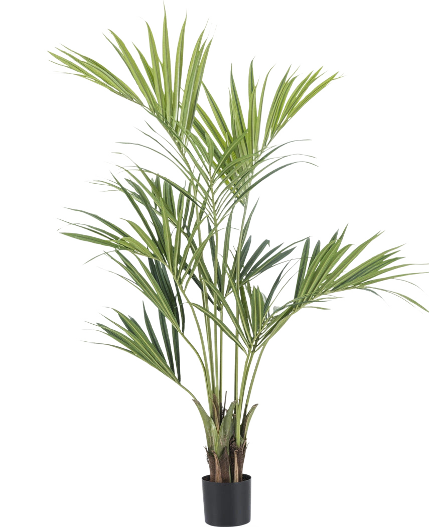 Le palmier Kentia artificiel de 165 cm possède de longues feuilles vertes fines et plusieurs tiges. Il se trouve dans un petit pot noir sur un fond blanc uni.