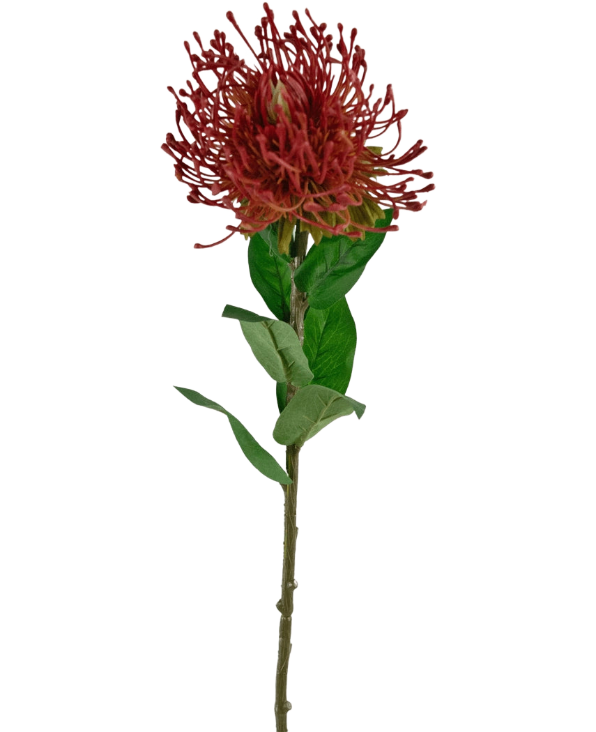 La fleur artificielle Protea 73 cm rouge a une seule protéa en coussin rouge avec des pétales épineux et des feuilles vertes sur une tige longue et fine, sur un fond blanc.
