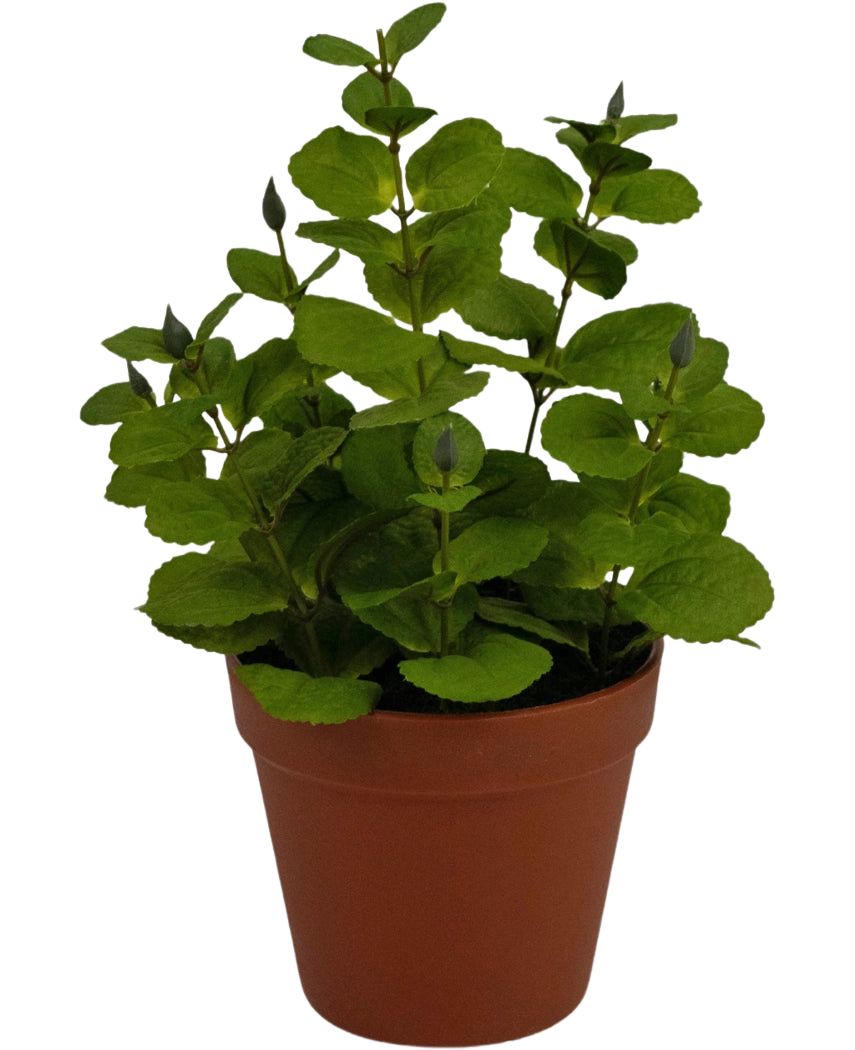 La Plante Artificielle Menthe 30 cm est une petite plante artificielle aux feuilles rondes vertes dans un pot en plastique marron, sur un fond uni blanc.